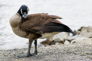 angry goose