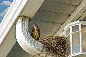 Bird nesting on house