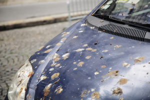 bird poop on a car