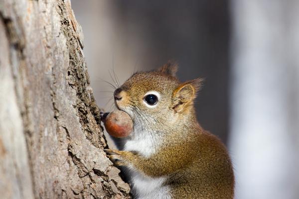 Hibernating animals have evolved to become very proficient at sensing seasonal changes