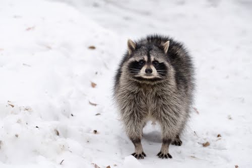 Racoon In Snow