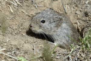 voles