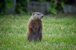 groundhogs