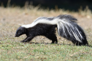 skunks