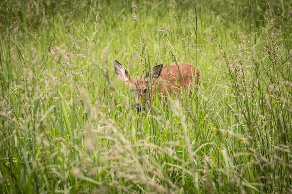 Deer are herbivores who feed on grass, twigs, stems, weeds, and other associate brush