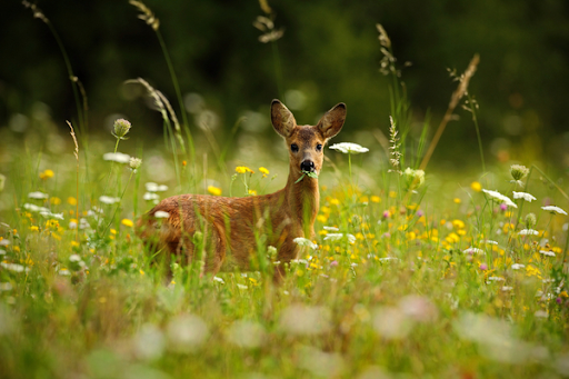 Deer In Field