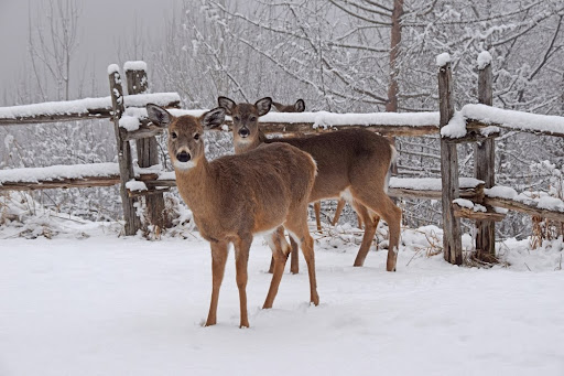 Two Deer In Snowy Backyard