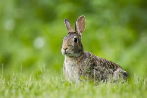 Rabbit In Grass