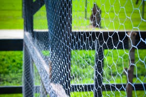 Rabbit Proof Fence