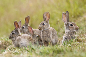 Wild rabbits in my 2024 yard