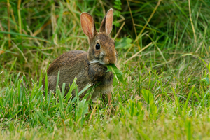 rabbit rabbits eating wild plants domestic eat doing dna prefer yard earth vs packed tell if garden poop