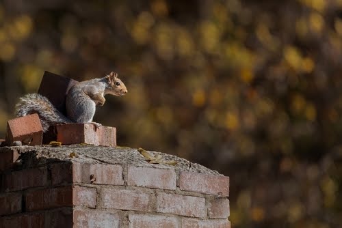 Squirrel2