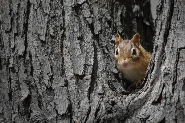 hibernating chipmunk