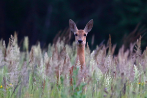 walk at sunrise or sunset to catch more animals out and about