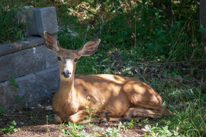 Keep a slow and steady pace while walking through animal habitats