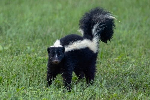 Skunkinyard