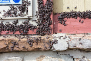 boxelders often become a major nuisance in late fall