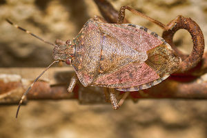 stink bugs may choose to use your home as a place to hibernate over the winter