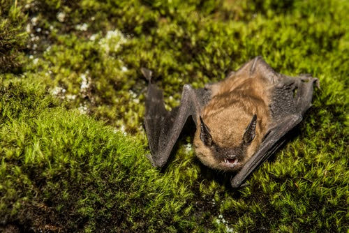 Brown Bat In Bush