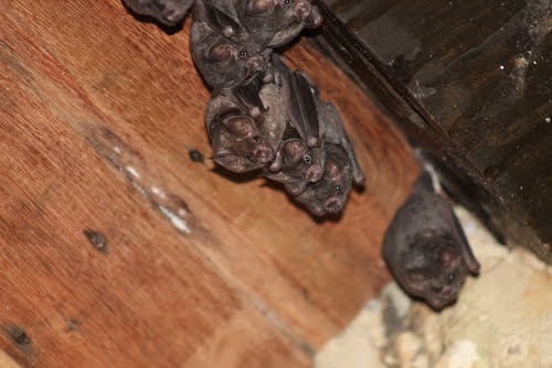 Brown Bat Infestation