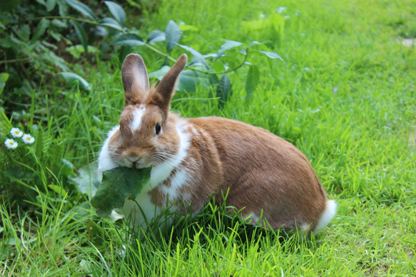 What's up, doc? How rabbits endure harsh winters