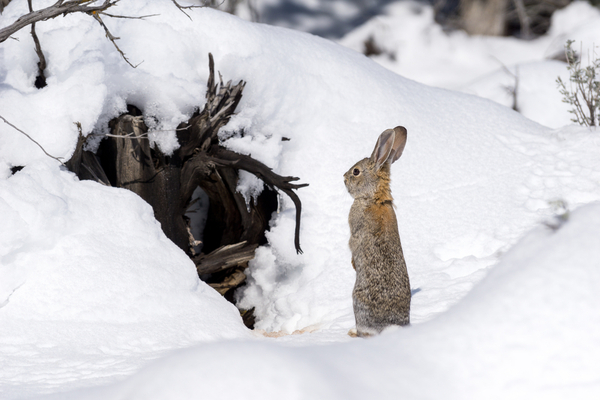 Do Rabbits Hibernate Varment Guard Wildlife Services