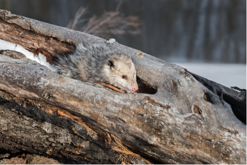 possums hibernate