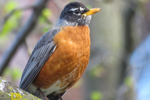 American robin (Turdus migratorius)