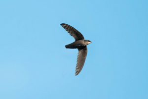 Chimney Swift (Chaetura pelagica)