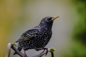 Common starling (Sturnus vulgaris)