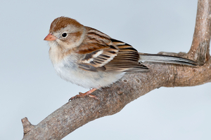 Field sparrow (Spizella pusilla)