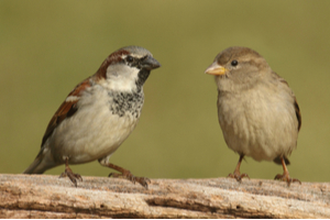 House sparrow (Passer domesticus)