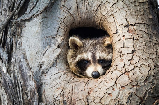 Raccoon In Tree