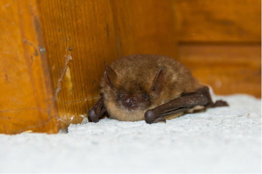 Bat In Torpor