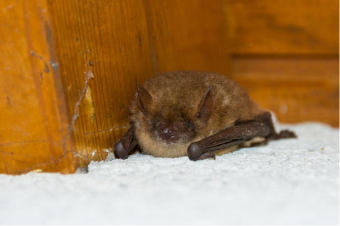 What To Do About Bats In Winter Varment Guard Wildlife Services   Batsinwinter1 