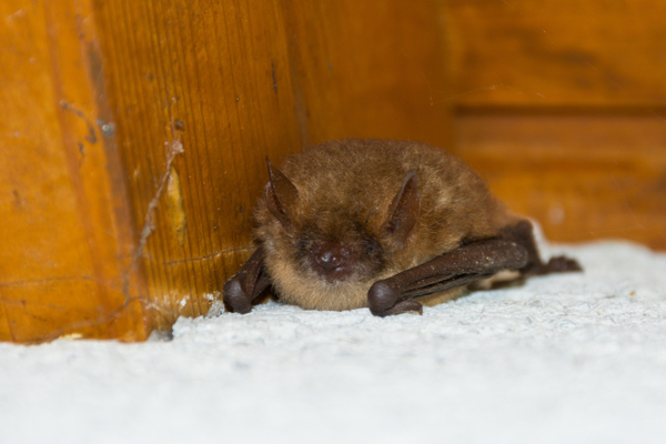 Bats Learn How To Identify Control Little Brown Bats