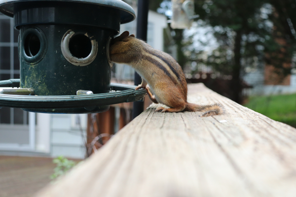 How to Catch a Chipmunk in Your House or Yard