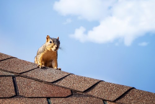 Squirrelonroof
