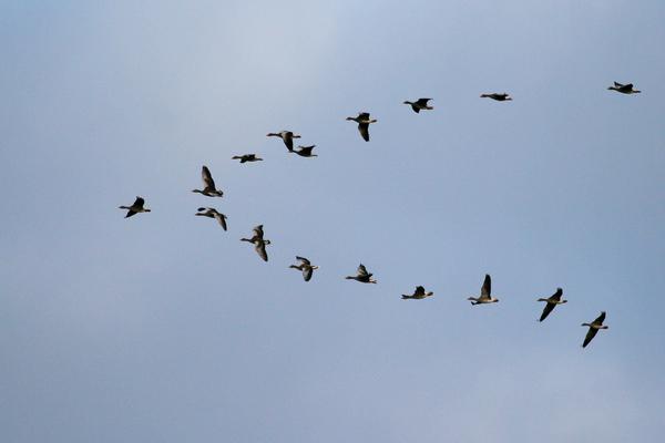 Contrary to popular belief, not all birds migrate, even in climates with very cold winters