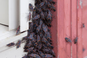 boxelders gather around homes to stay warm and look for ways in