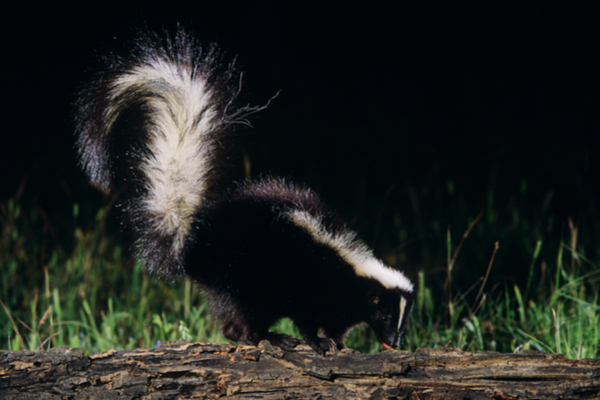 when are skunks active?
