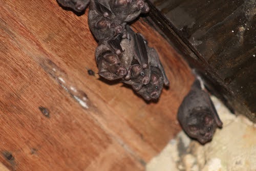 Batpoop3