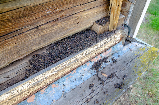 Batpooponwoodenstructure
