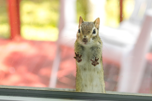 Why Do Chipmunks Climb Into Your Downspouts Varment Guard