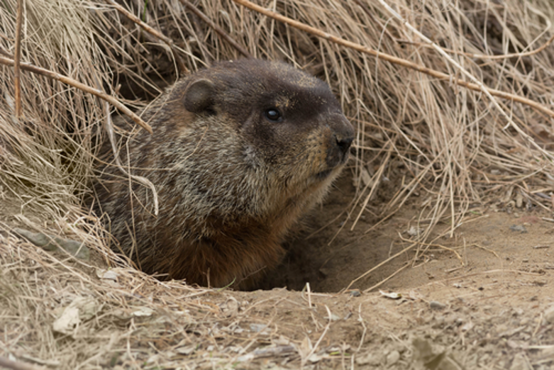 What Do Groundhogs Even Want and How Do I Get Rid of Them? - Varment
