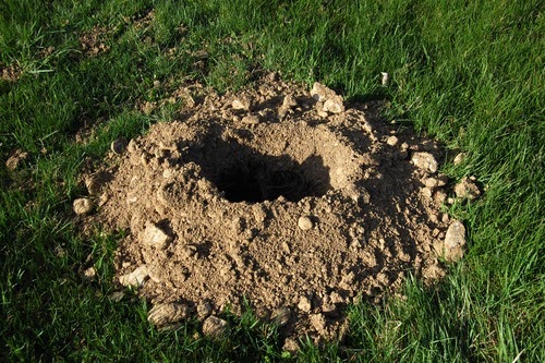 Groundhogburrow