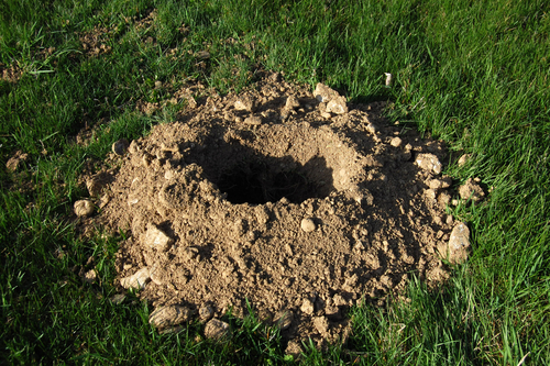 What Do Groundhogs Even Want and How Do I Get Rid of Them? - Varment