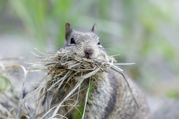 Squirrel holding bundles of sticks and grasses for nest-building