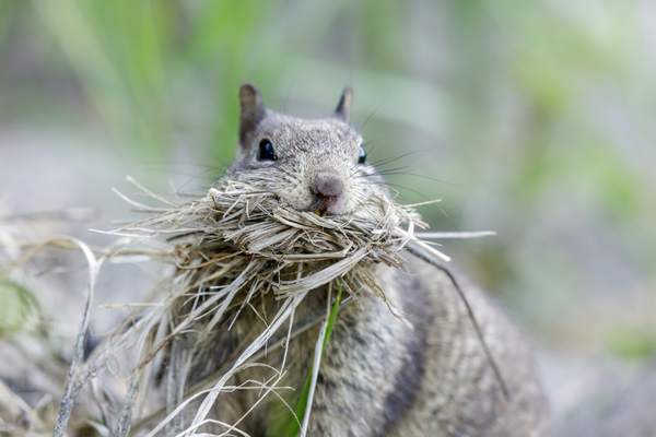 squirrel nest in palm tree