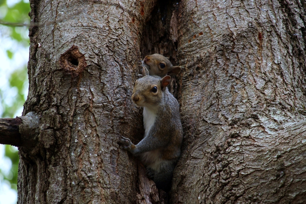Pair of squirrels huddled together in the nook of a tree